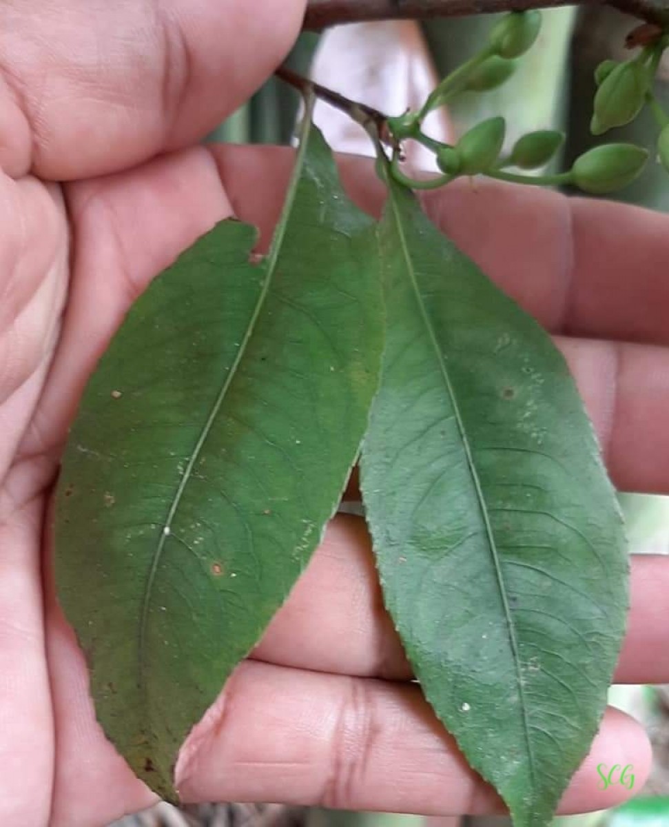 Ochna jabotapita L.